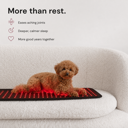 Red Light Recovery Mat for Senior Dogs