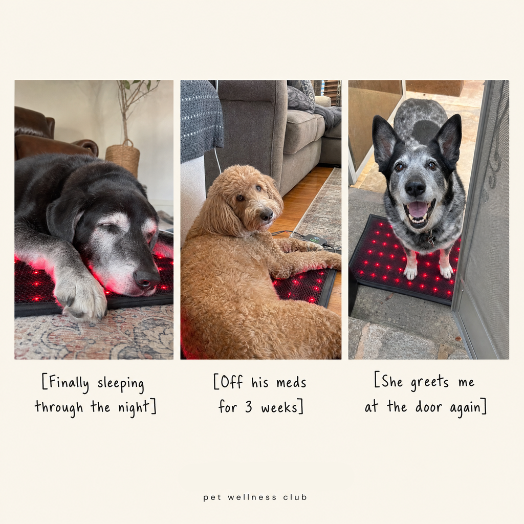 Red Light Recovery Mat for Senior Dogs