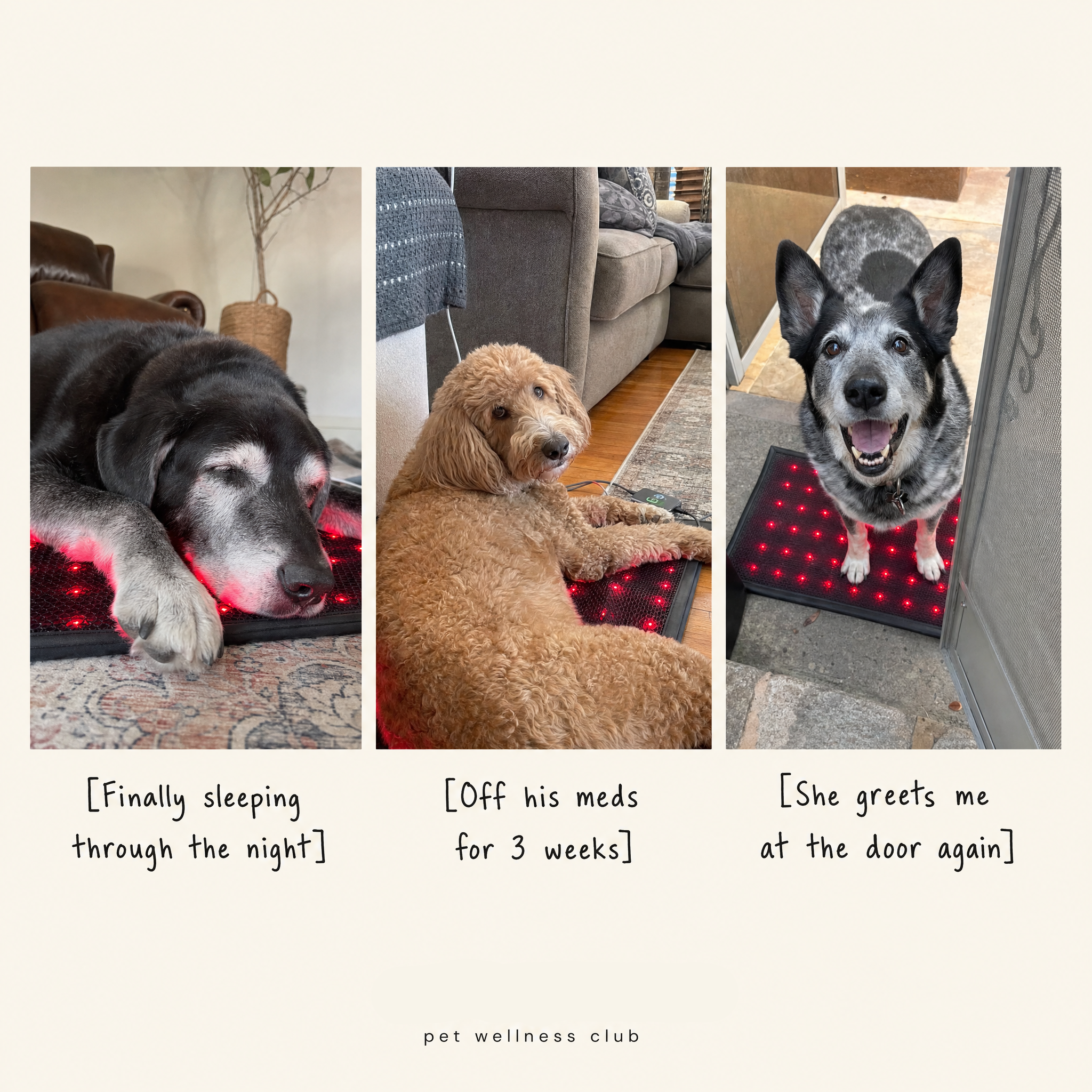Red Light Recovery Mat for Senior Dogs